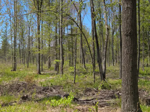 ON Central Ave E #10Acres, Brantwood, WI 54513