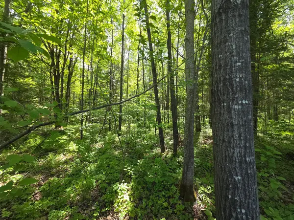 ON Solberg Lake Rd E #Lot 5, Phillips, WI 54555