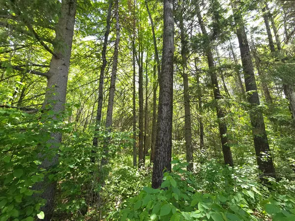ON Solberg Lake Rd E #Lot 6, Phillips, WI 54555