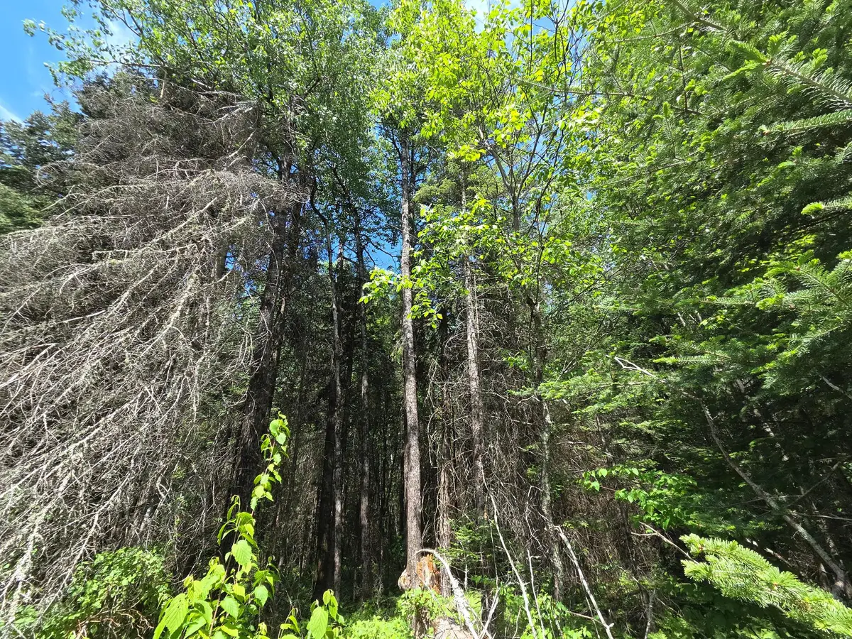 ON Solberg Lake Rd E #Lot 8, Phillips, WI 54555 - #1