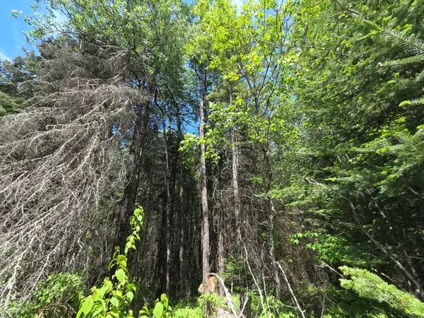 ON Solberg Lake Rd E #Lot 8, Phillips, WI 54555