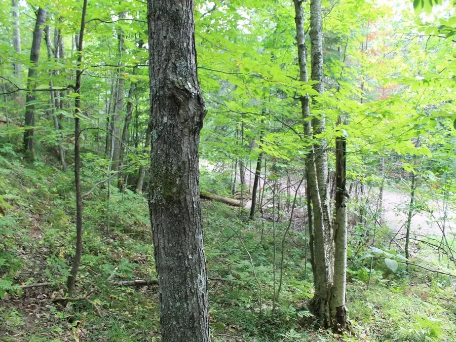 ON Alpine Dr #Lot 15, Upson, WI 54565 - #2