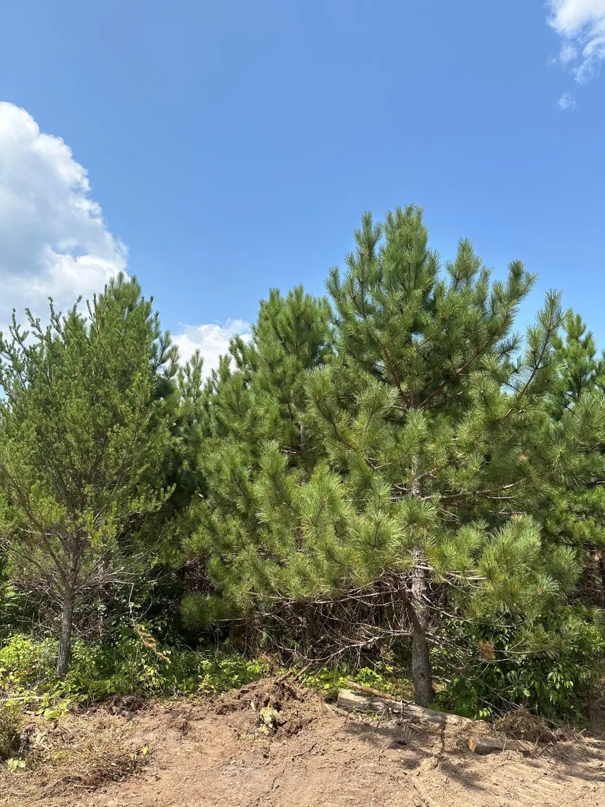 ON Cth Y #Lot 10, Tomahawk, WI 54487 - #1