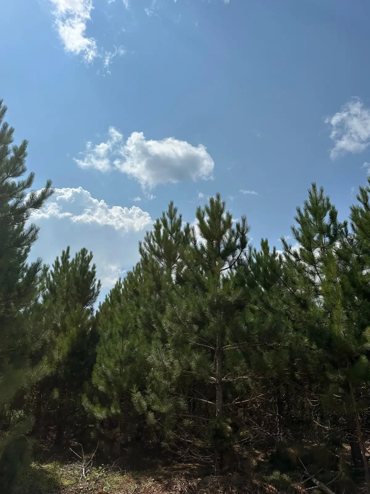 ON Cth Y #Lot 4, Tomahawk, WI 54487 - #1