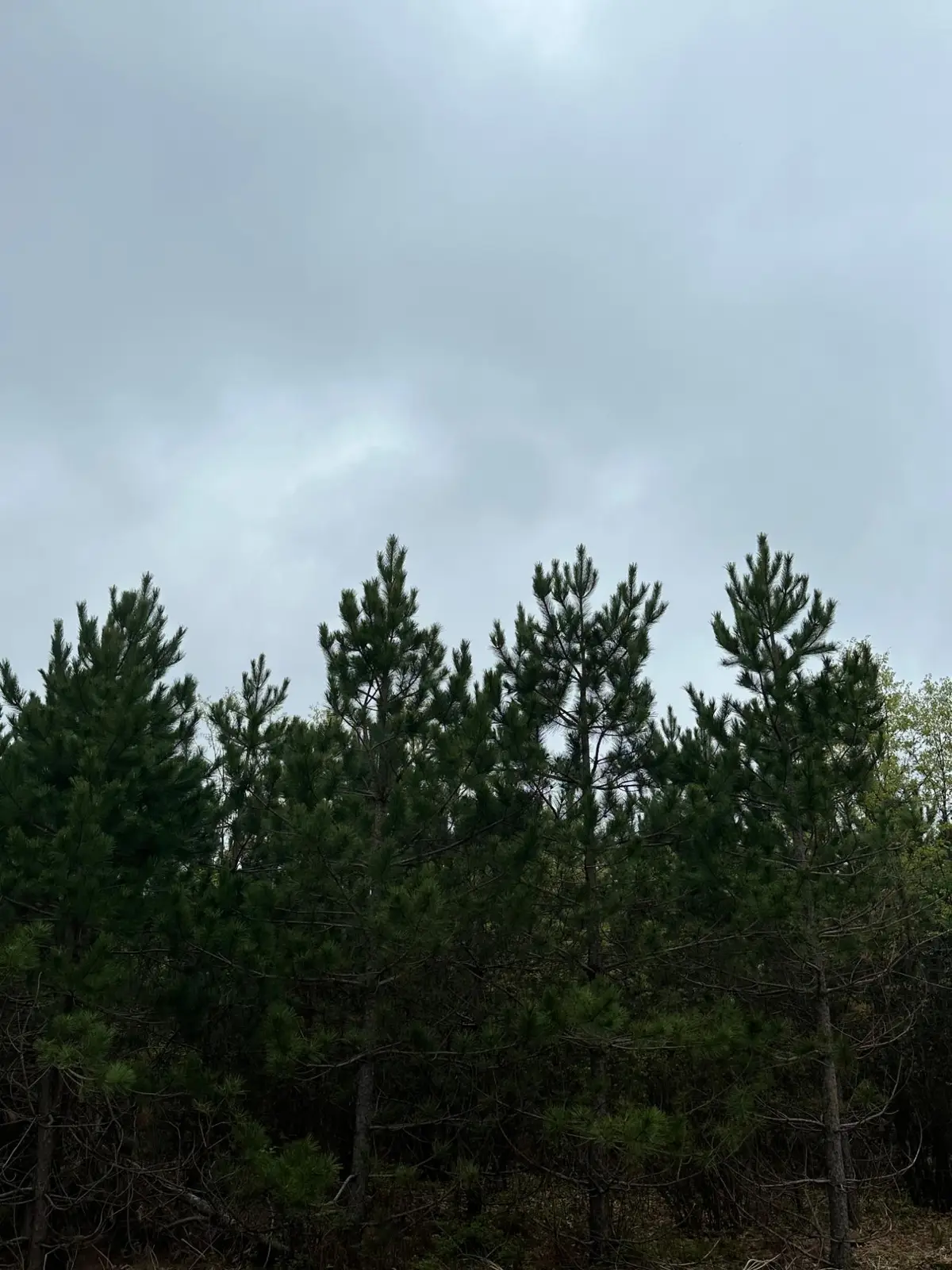 ON Cth Y #Lot 3, Tomahawk, WI 54487 - #1