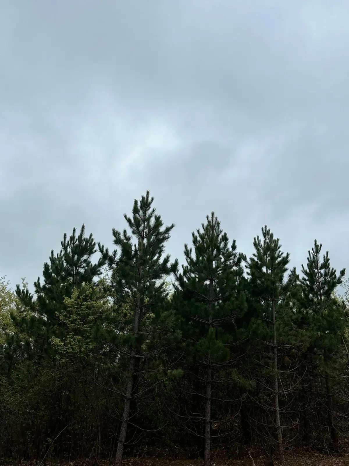ON Cth Y #Lot 2, Tomahawk, WI 54487 - #1