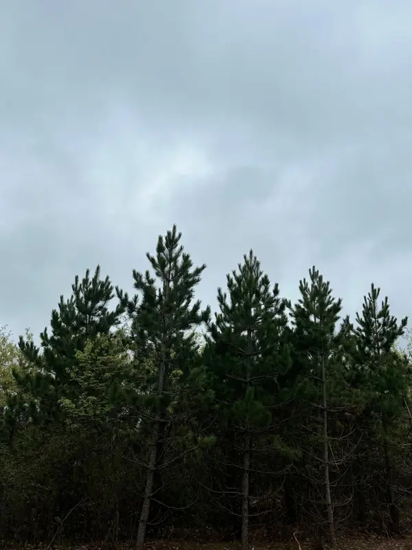 ON Cth Y #Lot 2, Tomahawk, WI 54487