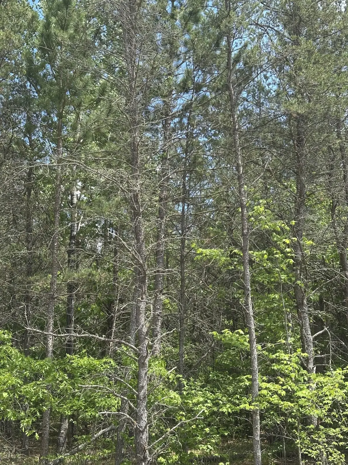 ON Cth Y #Lot 19 JNS, Nokomis, WI 54457 - #1