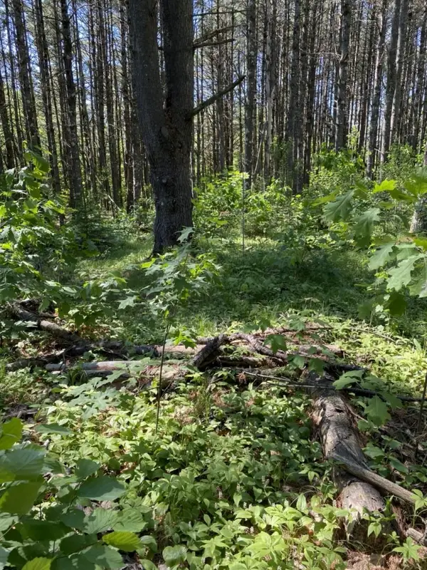 Lot 10 Rockwood Dr, Minocqua, WI 54548