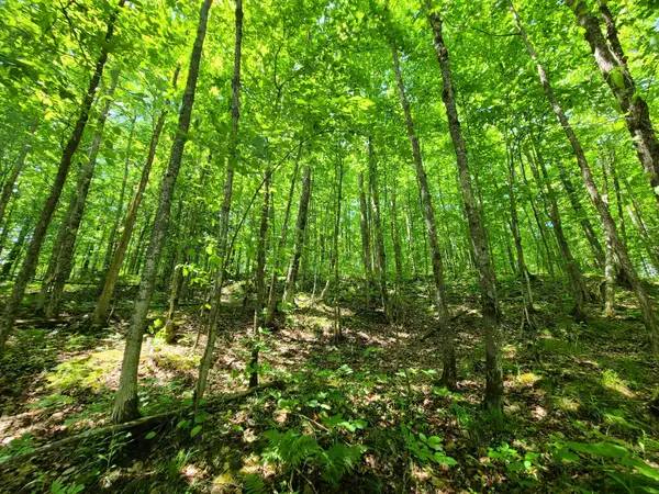 ON Defer Rd N #20Acres, Hurley, WI 54534