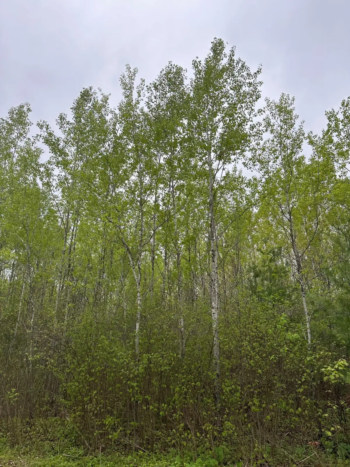 ON Burrows Lake Rd #Lot 1, Tomahawk, WI 54487 - #1