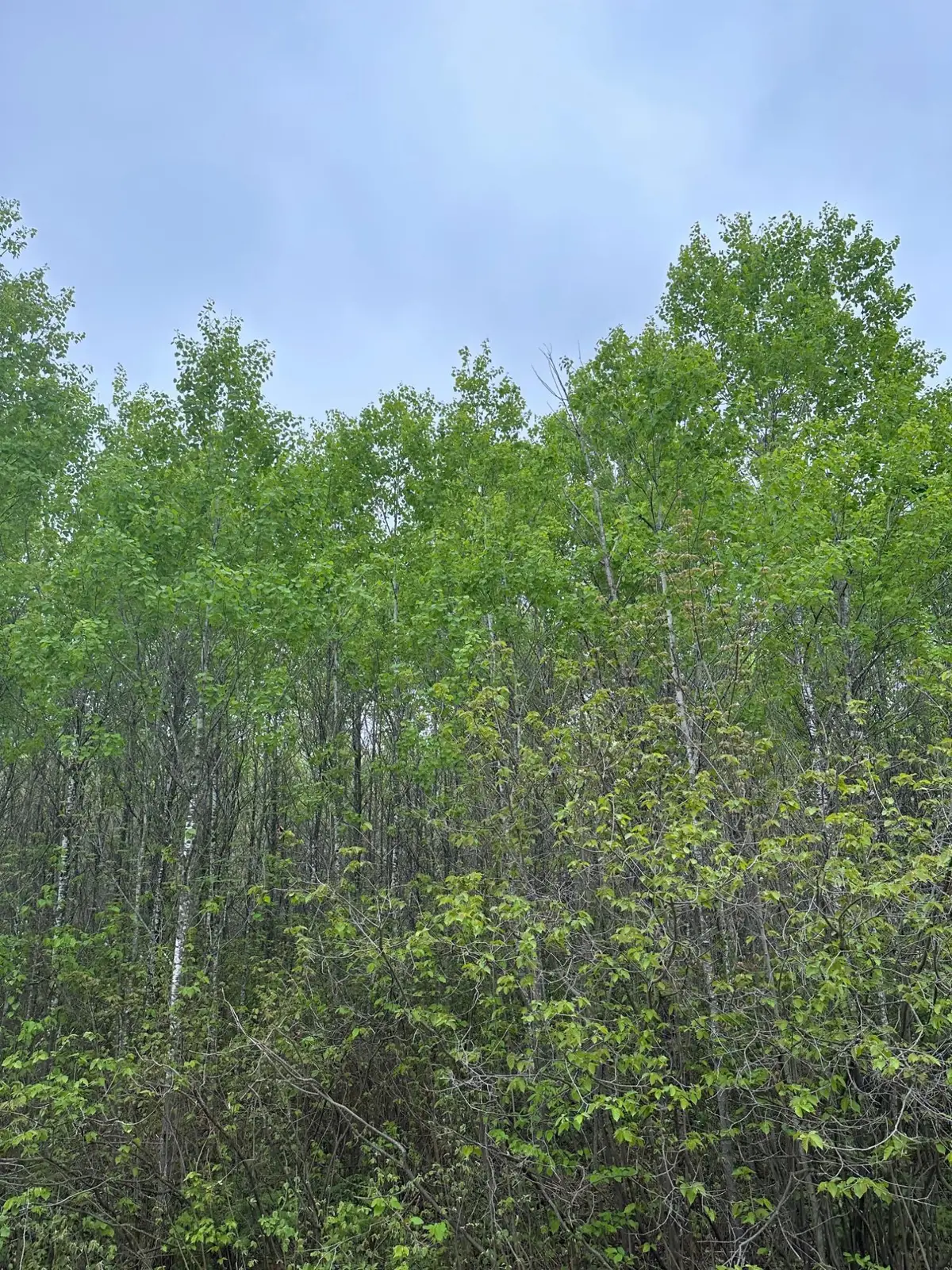 ON Burrows Lake Rd #Lot 8, Tomahawk, WI 54487 - #1