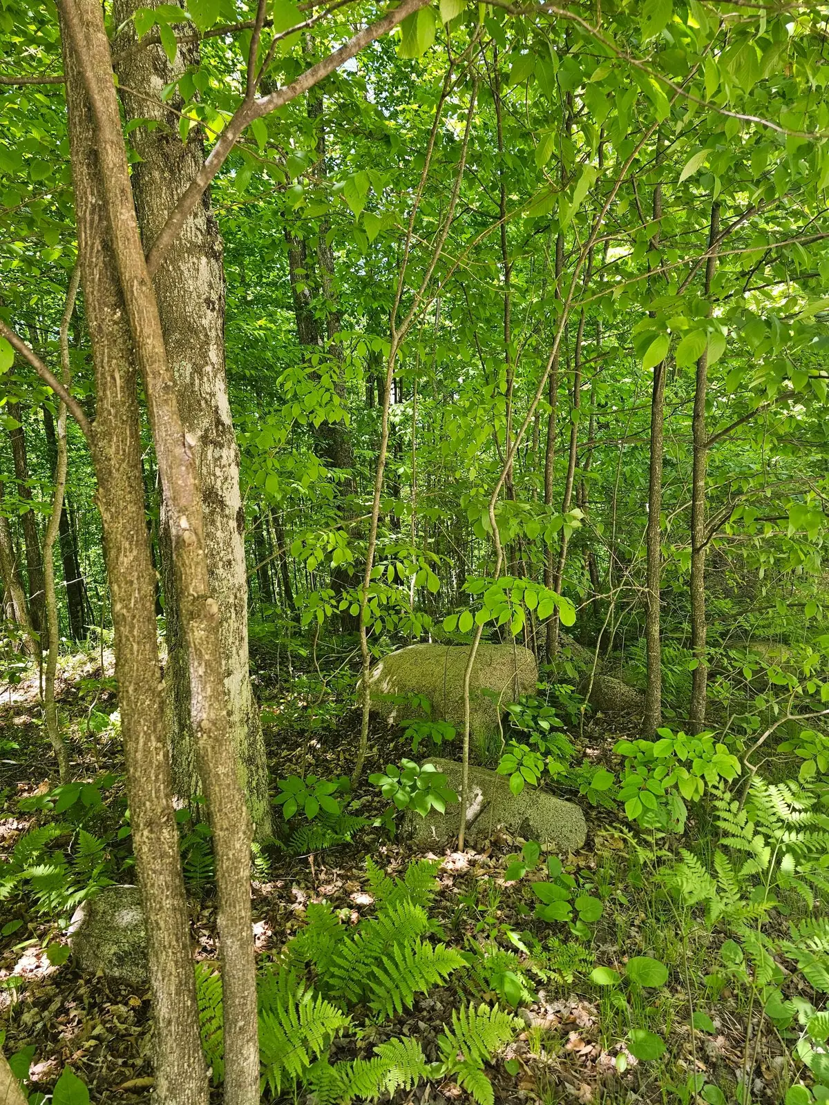 N12379 Red Rock Rd, Silver Cliff, WI 54104 - #1