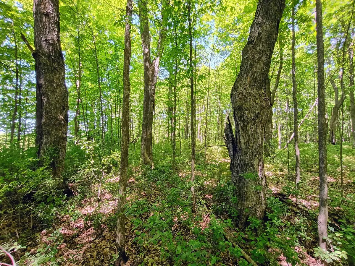 Acres Broeniman Rd #+/- 40, High Bridge, WI 54846 - #1
