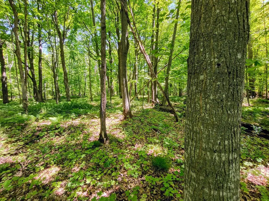Acres Broeniman Rd #+/- 40, High Bridge, WI 54846 - #2