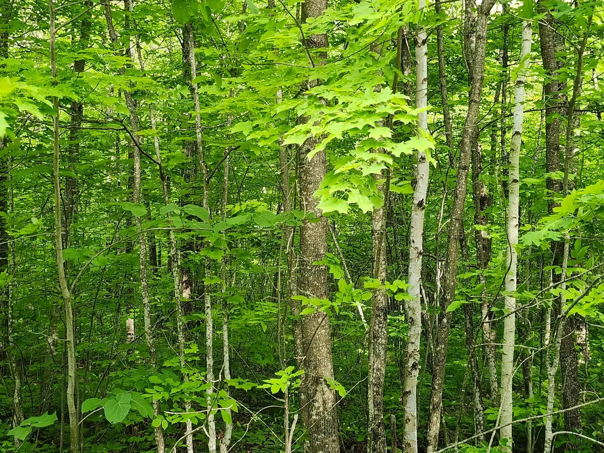 Off Borrie Rd #10Acres, Couderay, WI 54828 - #1