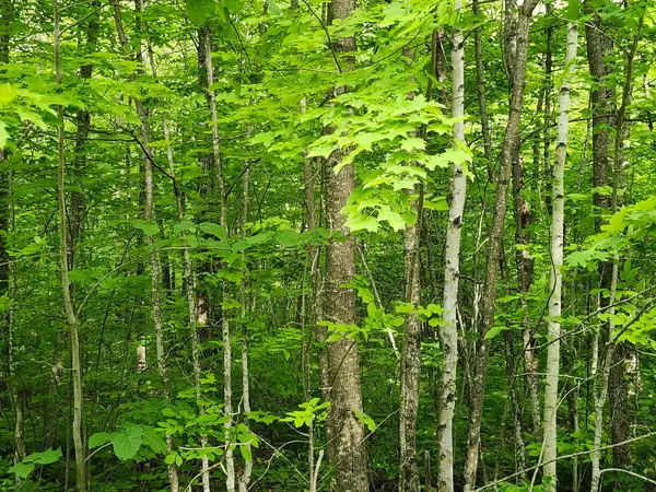 Off Borrie Rd #10Acres, Couderay, WI 54828