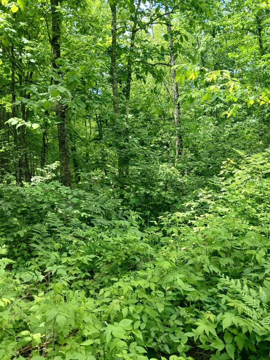 off Bass Lake Rd, Park Falls, WI 54552 - #2