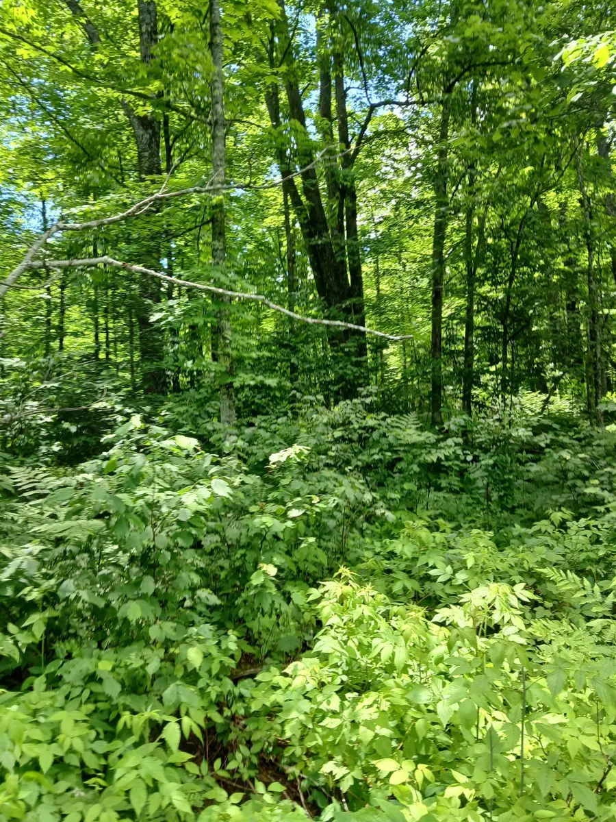 off Bass Lake Rd, Park Falls, WI 54552 - #3