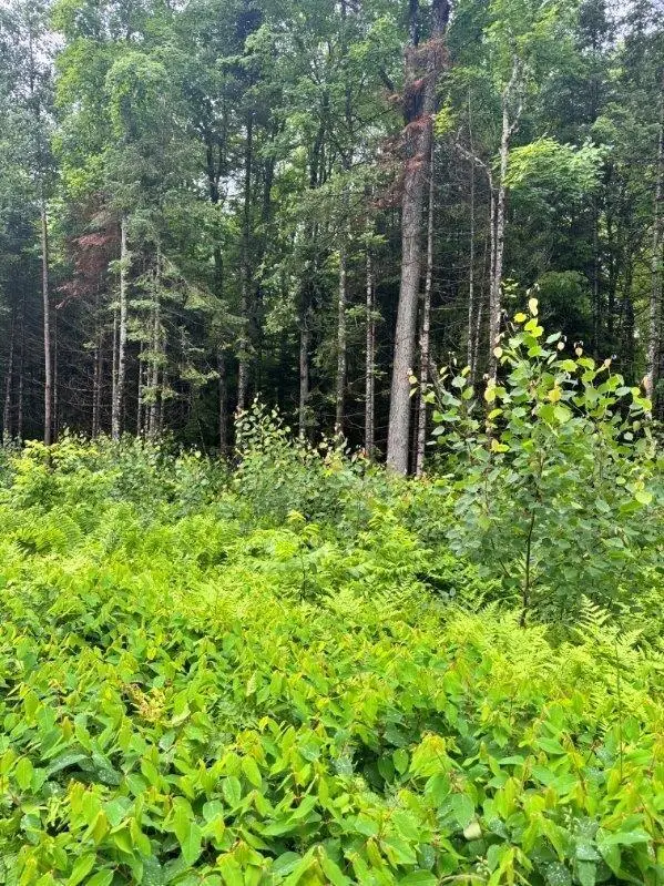 Lot 4 Old Hwy 2, Watersmeet, MI 49969 - #2