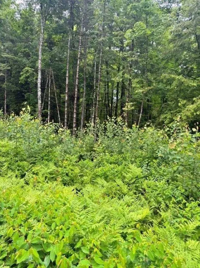 Lot 4 Old Hwy 2, Watersmeet, MI 49969 - #3