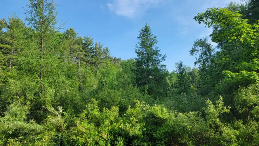 ON Doland Rd #28Acres, Winter, WI 54896 - #3