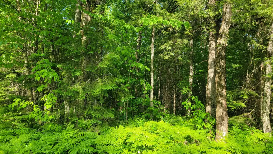 ON Doland Rd #40Acres, Winter, WI 54896 - #2