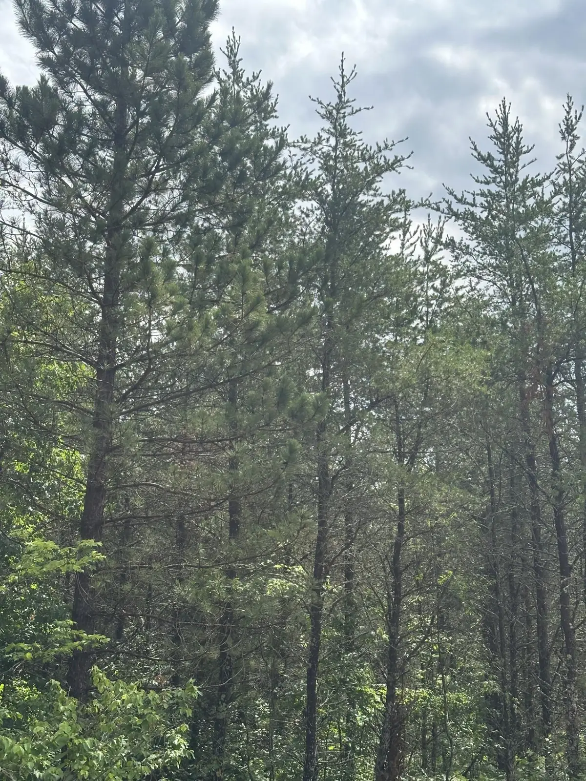 NEAR Cth Y S #Lot 2, Tomahawk, WI 54487 - #1
