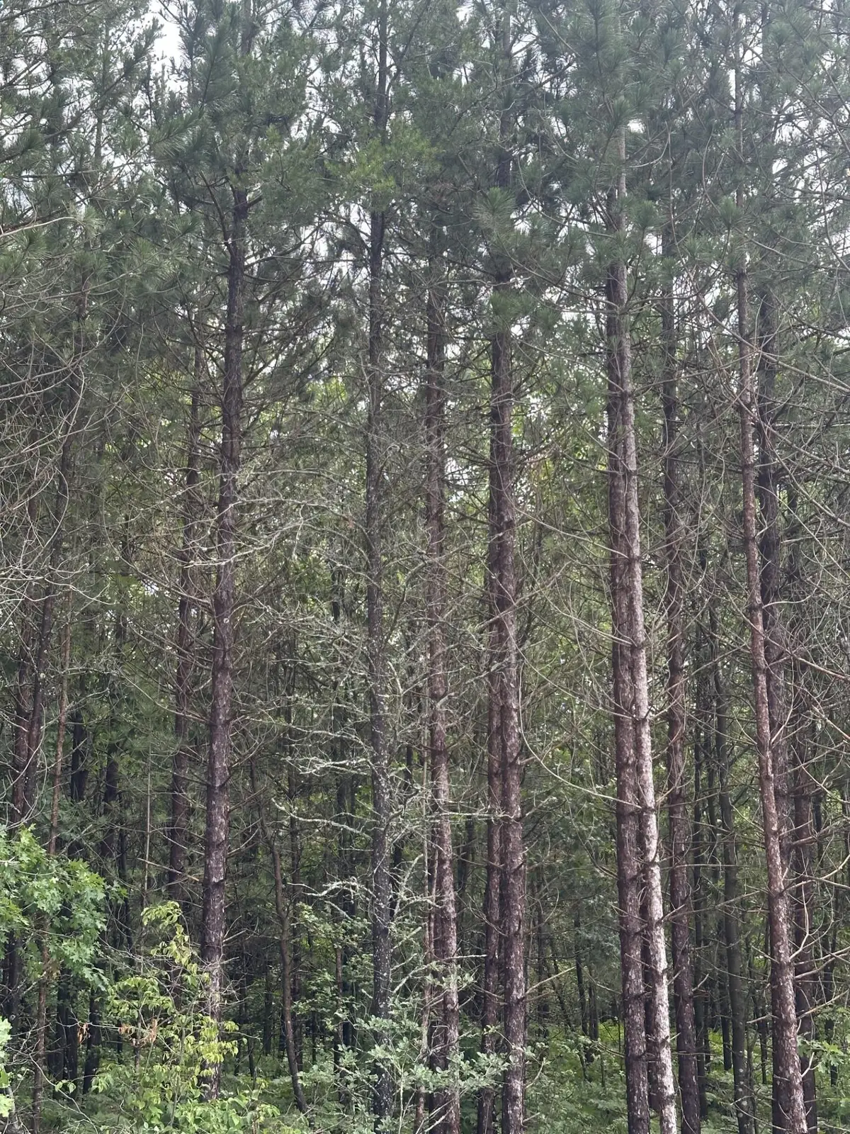 NEAR Cth Y S #Lot 3 RNS, Tomahawk, WI 54487 - #1