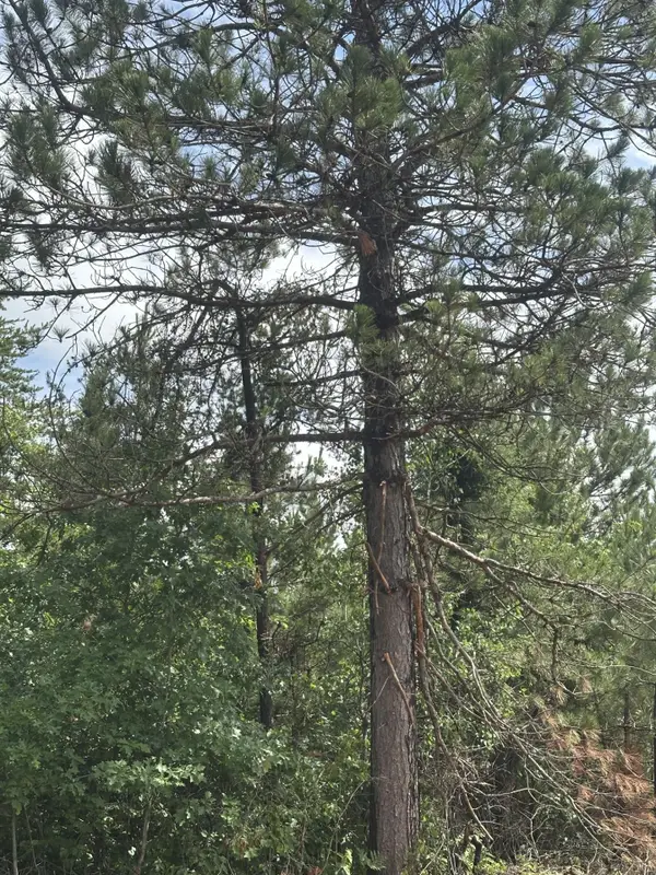 NEAR Cth Y S #Lot 4 RNS, Tomahawk, WI 54487