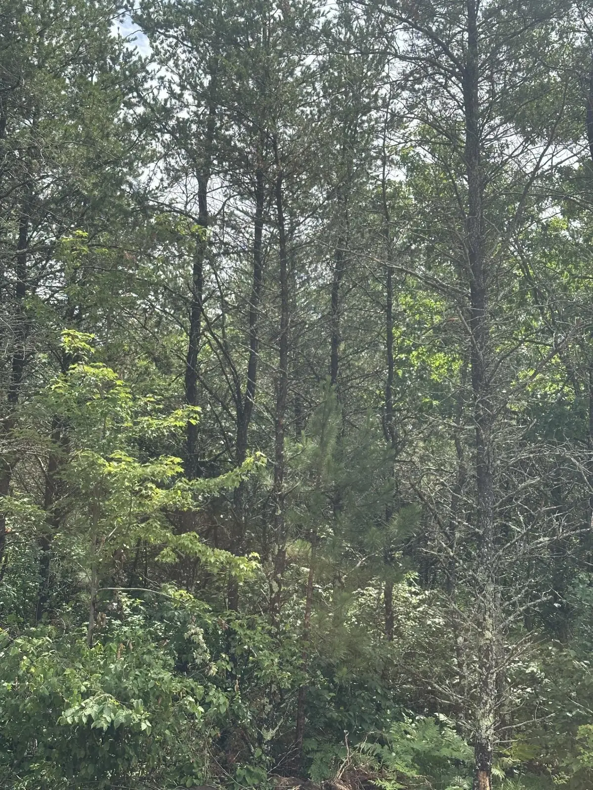 NEAR Cth Y S #Lot 5 RNS, Tomahawk, WI 54487 - #1
