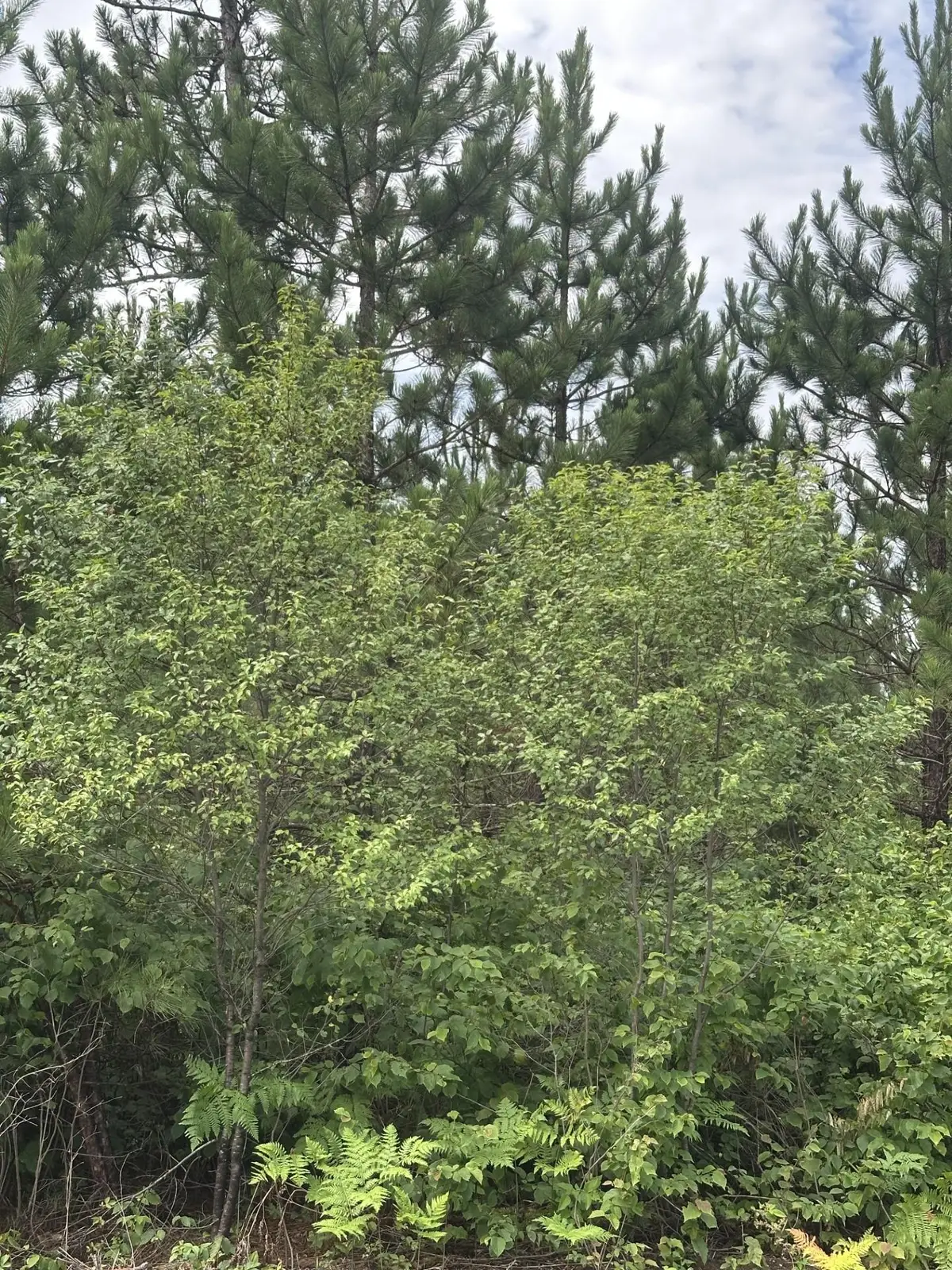 NEAR Cth Y S #Lot 12 RNS, Tomahawk, WI 54487 - #1