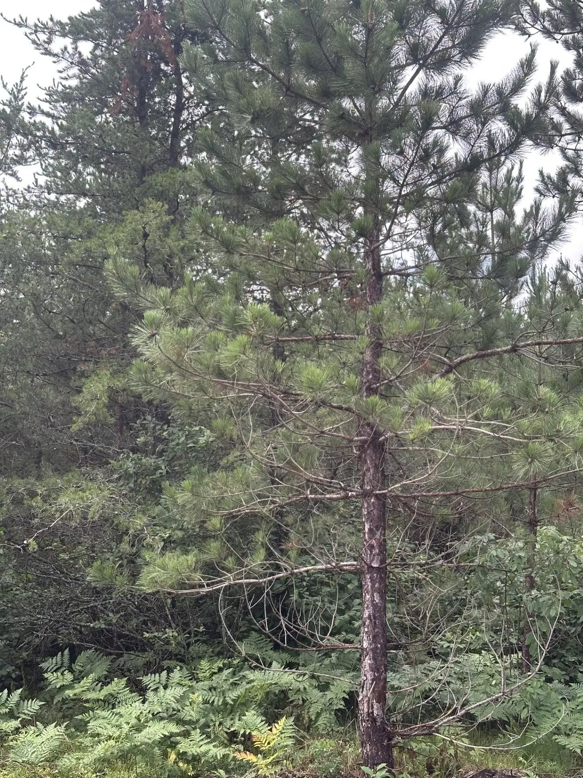 NEAR Cth Y S #Lot 14 RNS, Tomahawk, WI 54487 - #1