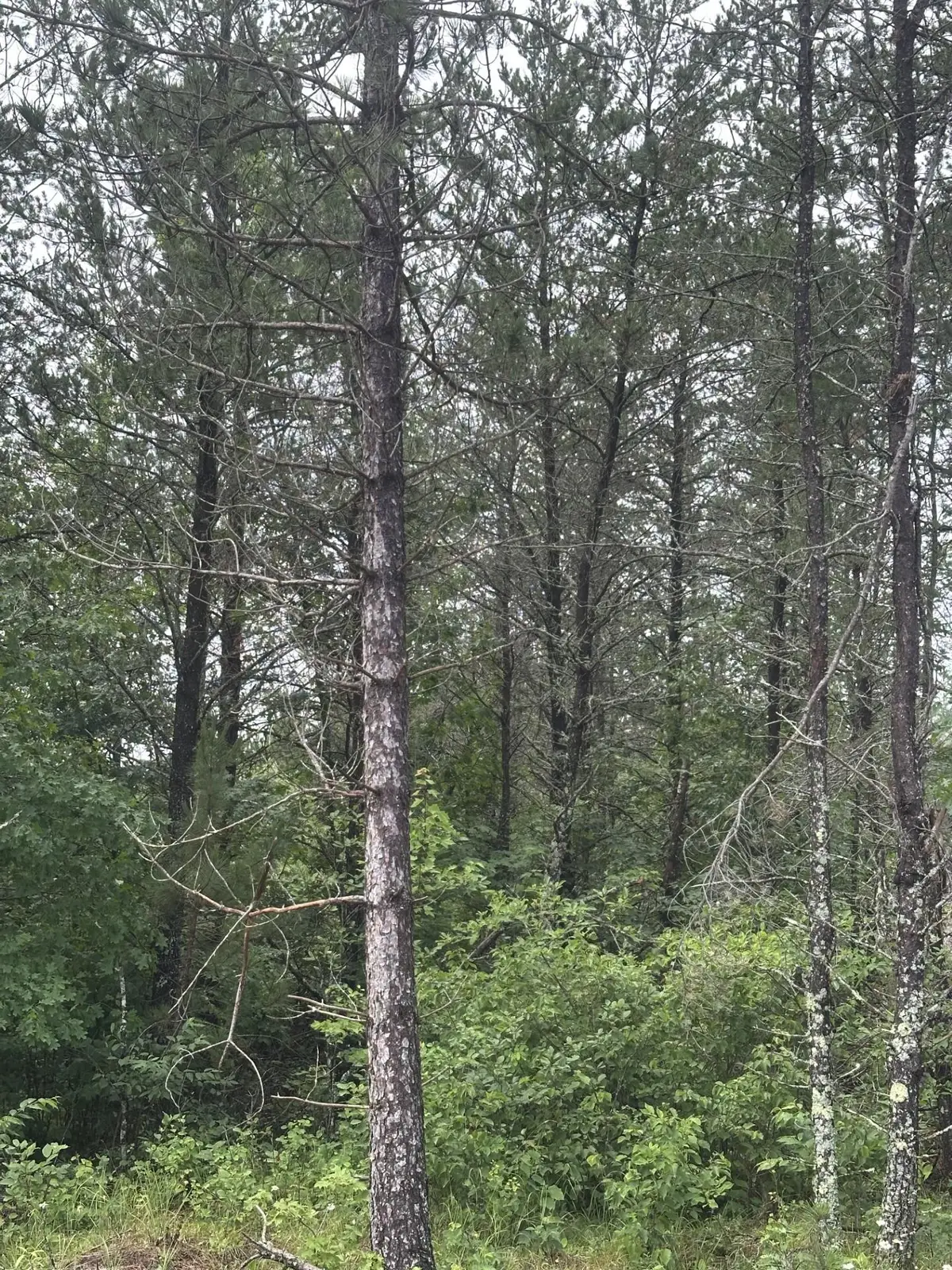 NEAR Cth Y S #Lot 15 RNS, Tomahawk, WI 54487 - #1