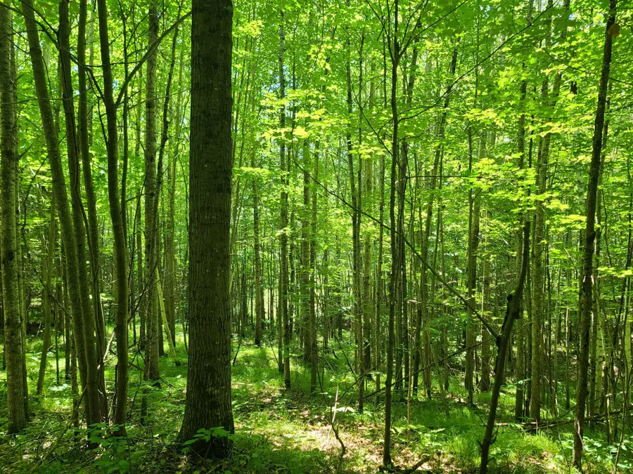 ON Simon Rd #78Acres, Fifield, WI 54524 - #2