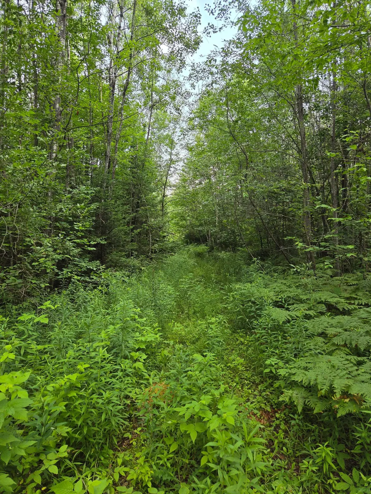 ON Cth J, Deerbrook, WI 54457 - #1