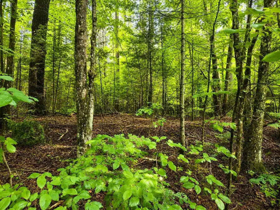 1.98 AC Nighthawk Ln, Presque Isle, WI 54557 - #3