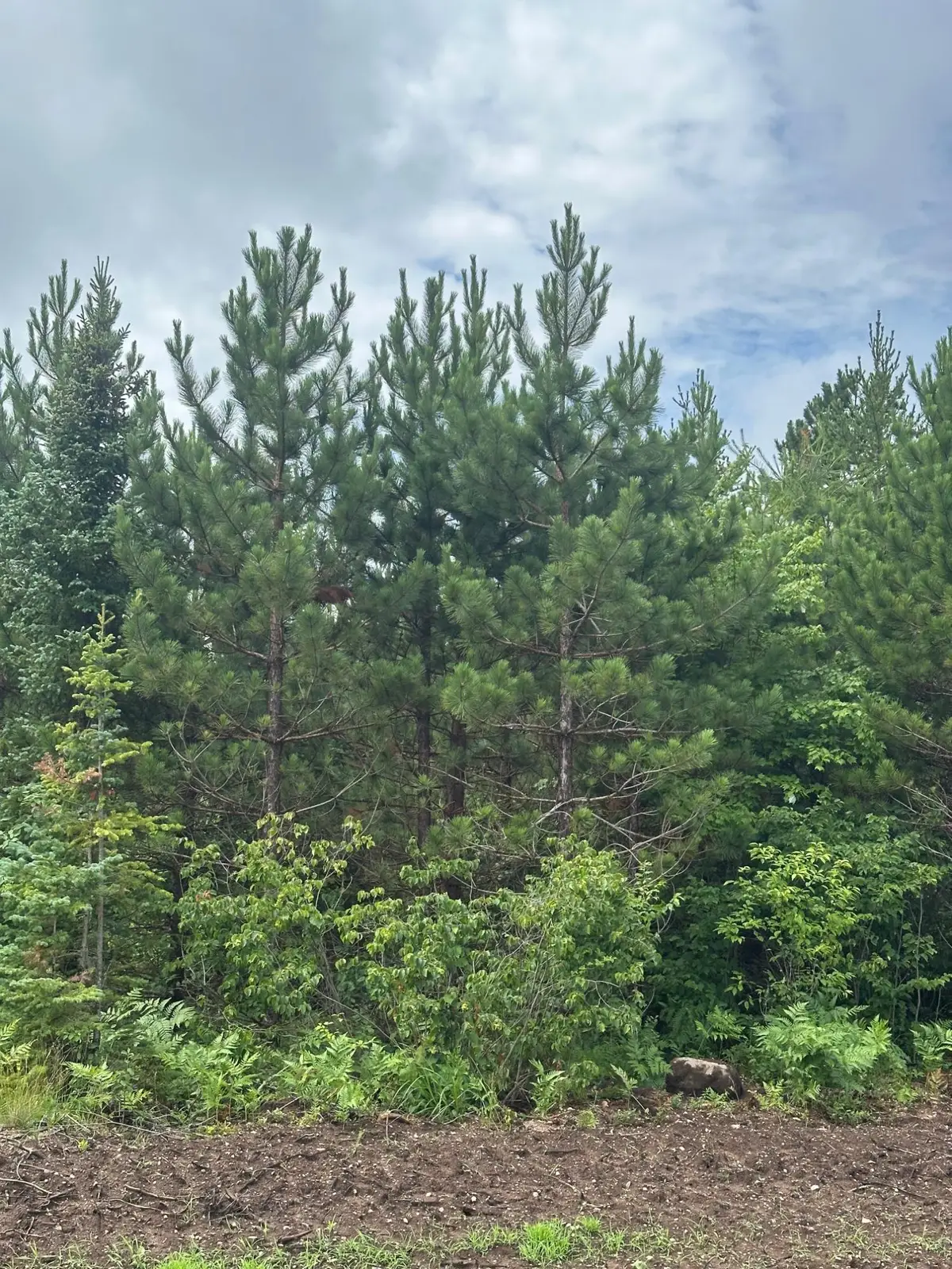 ON Spring Creek Rd #1081 West, Rhinelander, WI 54501 - #1