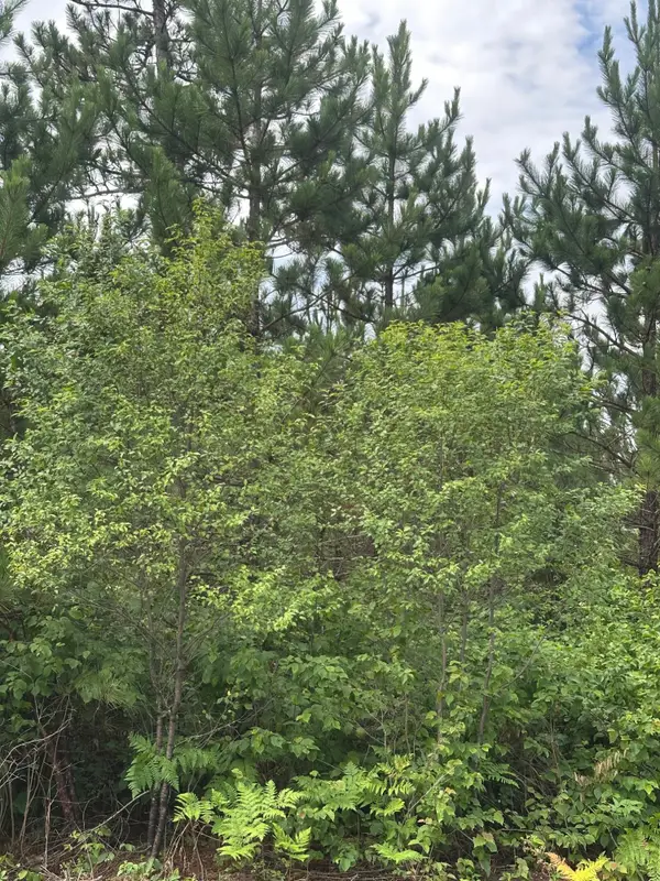 ON Fire Tower Rd #1081-East, Rhinelander, WI 54501