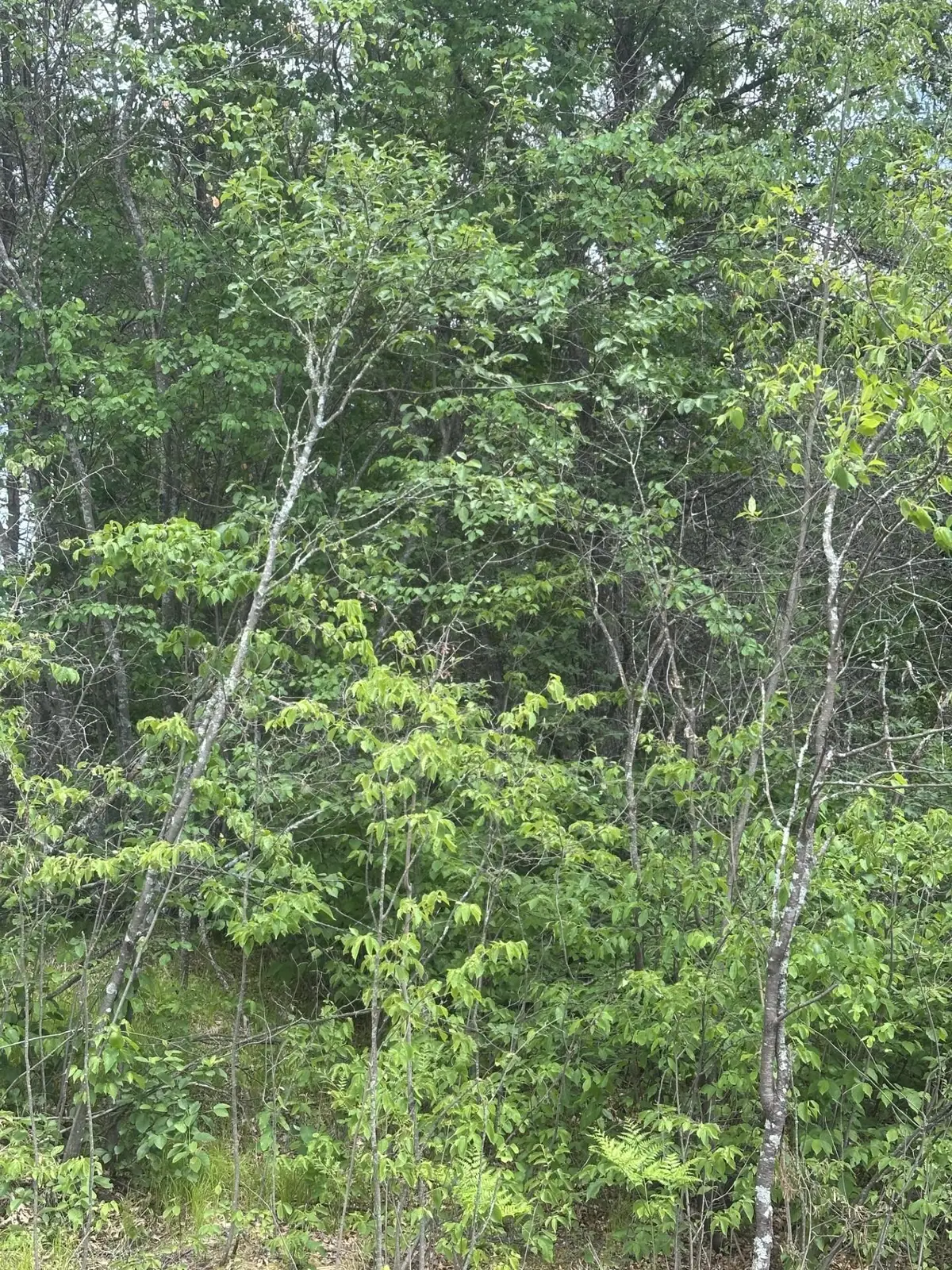 NEAR Eagle Creek Rd #tract 1074, Rhinelander, WI 54501 - #1