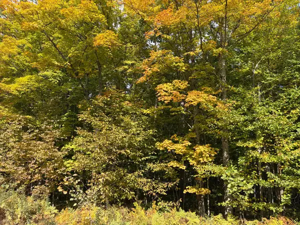 ON W Walnut Rd, Florence, WI 54121