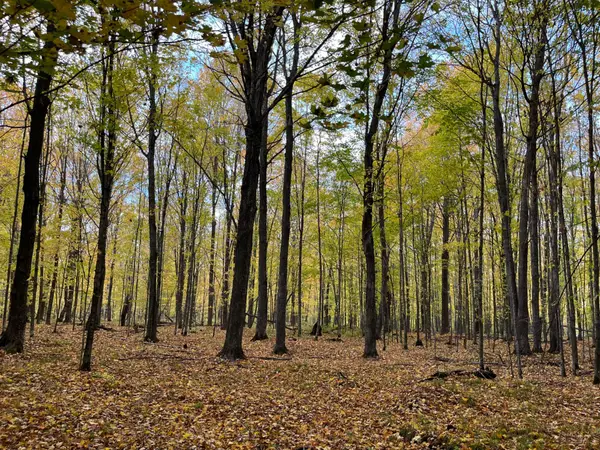 Lot 4 Porcupine Lake Rd, Tipler Town, WI 54142