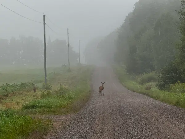 N2179 Schalk Rd, Ogema, WI 54459