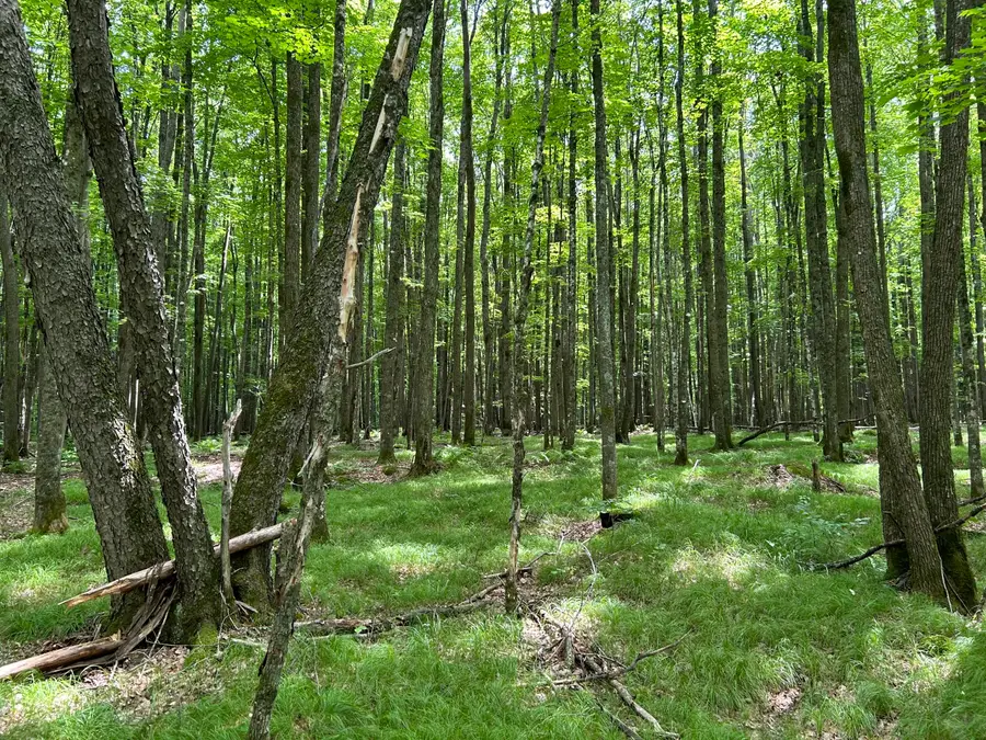 Lt44 Big Cub Trl, Blackwell, WI 54541 - Image #3