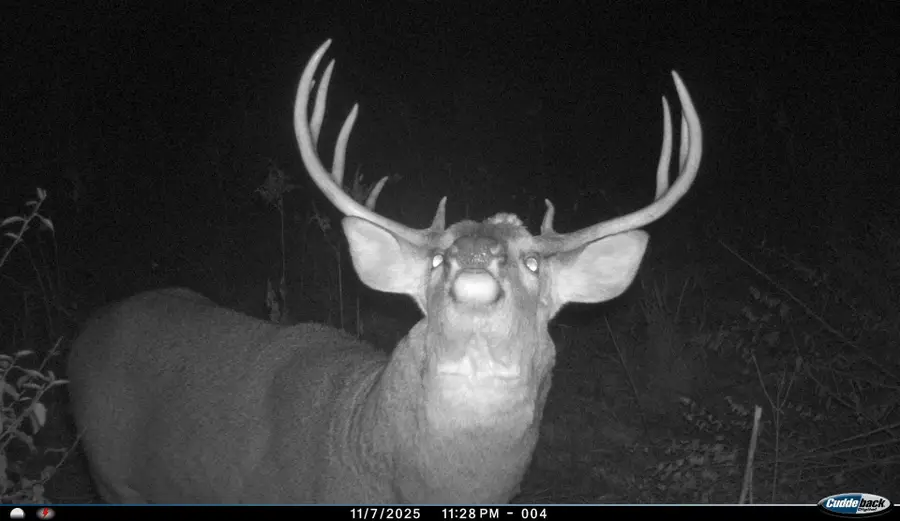 W16091 Dewey Rd, Northfield, WI 54758 - #3