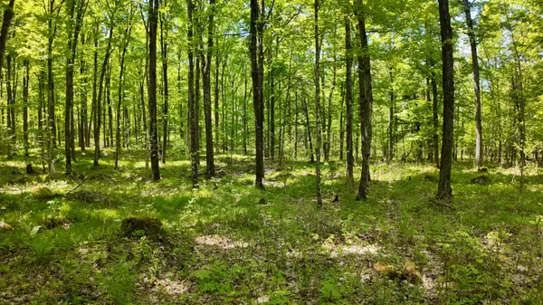 Lot 1 Federal Forest Road 3903 Rd, Laona, WI 54541