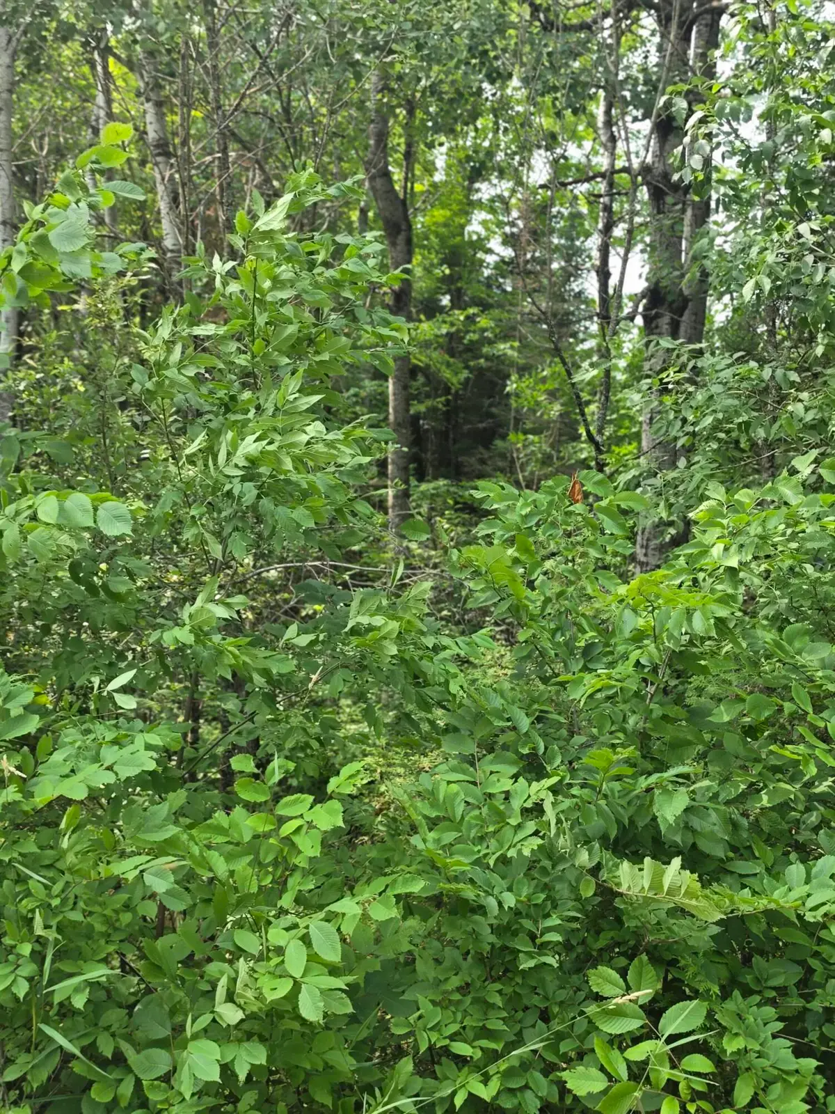 38.10 Acres Old Rail Rd, Wausaukee, WI 54177 - #1