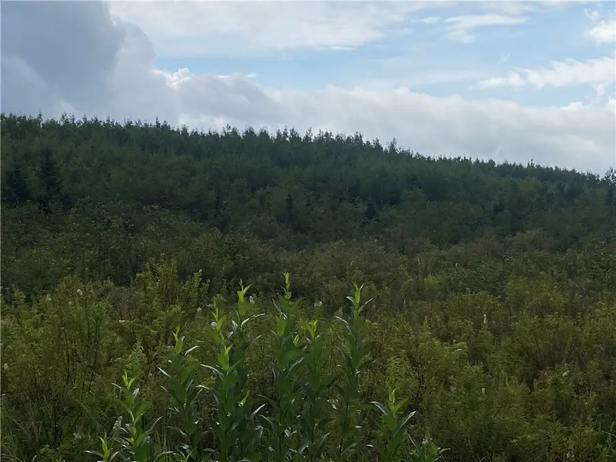 ON Right Of Way Road, Butternut, WI 54514 - Image #3