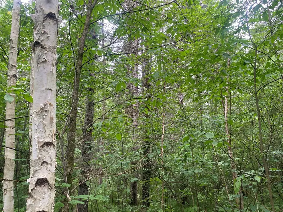 On Knowles Road, Loretta, WI 54896 - Image #3