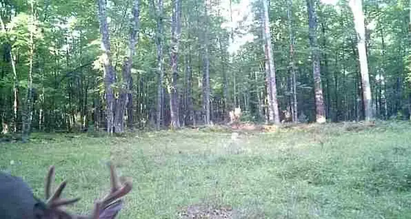 Lot 4 Off Highway 77, Hayward, WI 54843 - Image #2